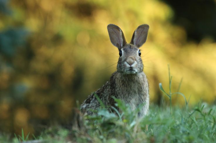 Un week-end gratuit, en famille autour de la faune sauvage à la Fondation GoodPlanet