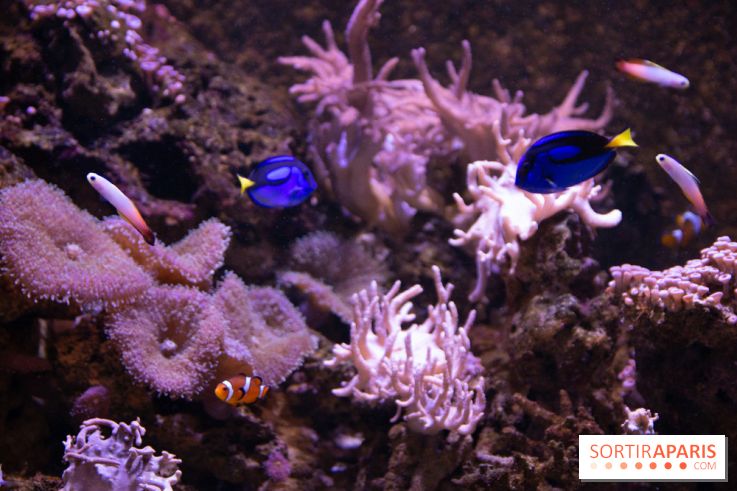 Vacances de Pâques 2019 à Sea Life Paris : invitations