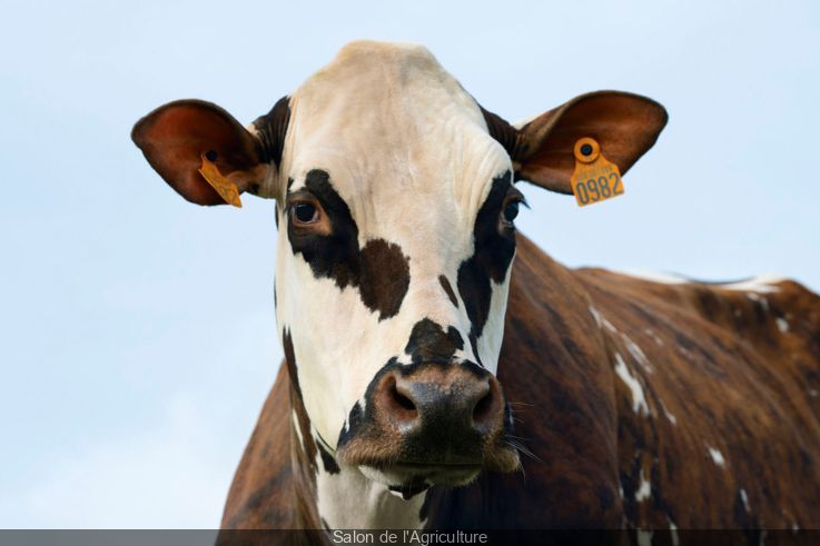 Salon de l'Agriculture 2024: discover the cow chosen as the show's new ...