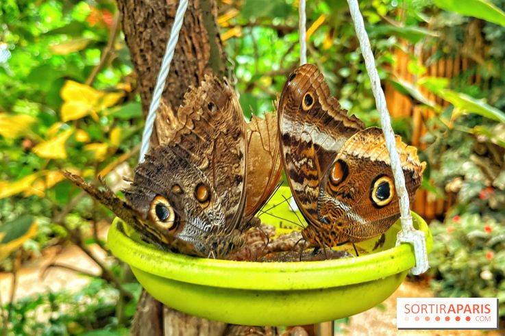 Serre Papillons - La Queue-lez-Yvelines