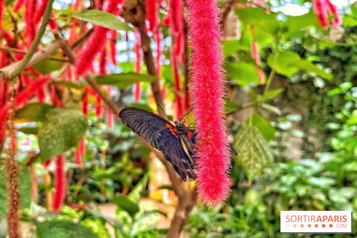 Serre Papillons - La Queue-lez-Yvelines