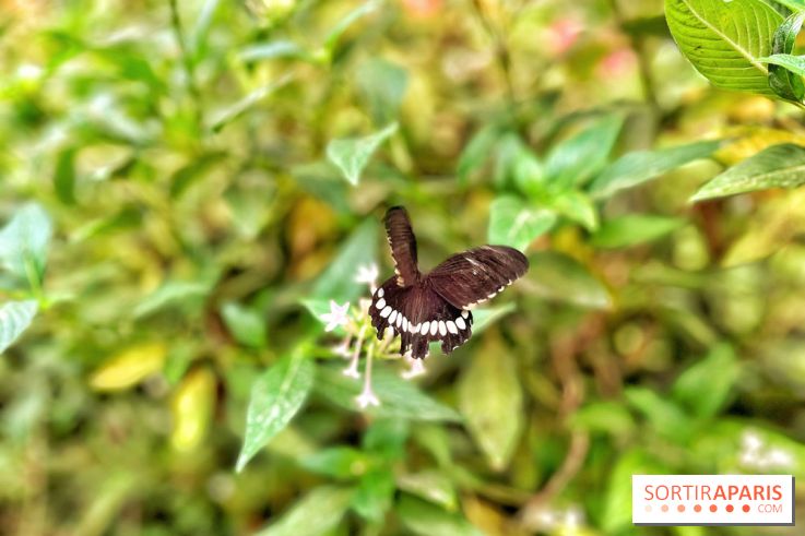 Serre Papillons - La Queue-lez-Yvelines