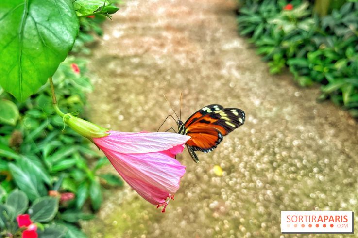 Serre Papillons - La Queue-lez-Yvelines