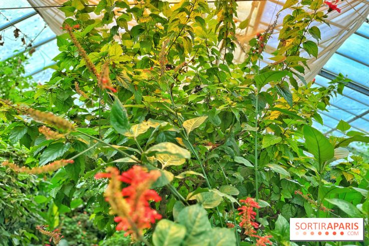 Serre Papillons - La Queue-lez-Yvelines