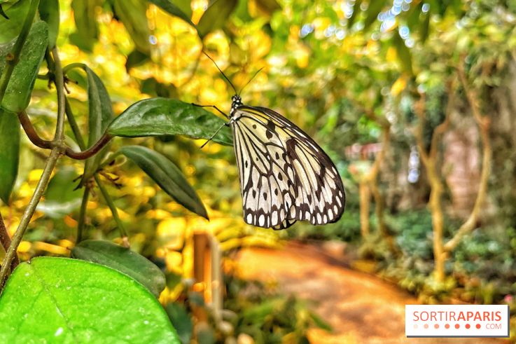 Serre Papillons - La Queue-lez-Yvelines