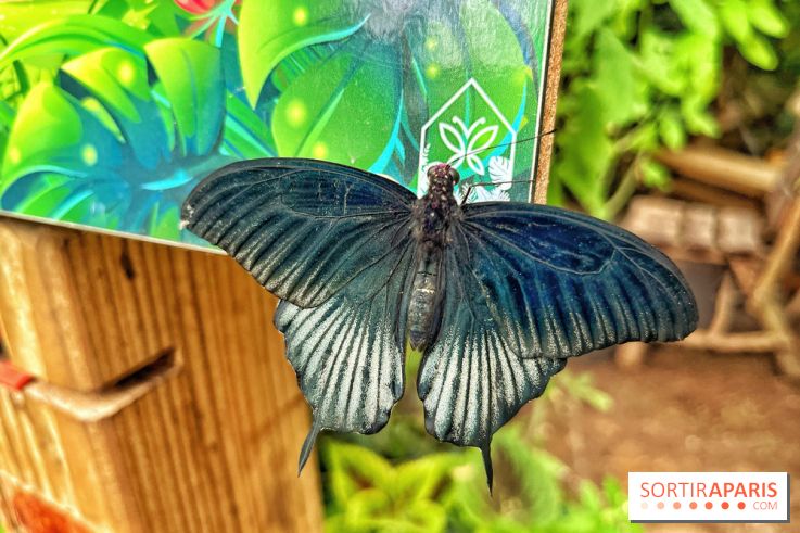 Serre Papillons - La Queue-lez-Yvelines