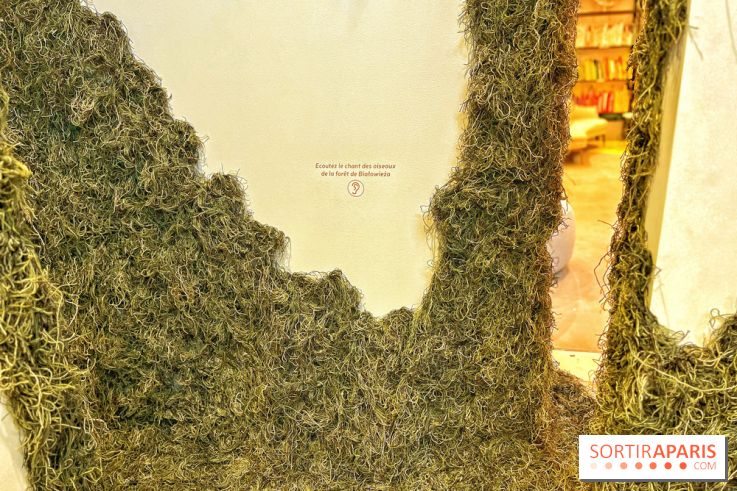 Le Chant des Forêts, l'exposition sensible et gratuite du Maif Social Club