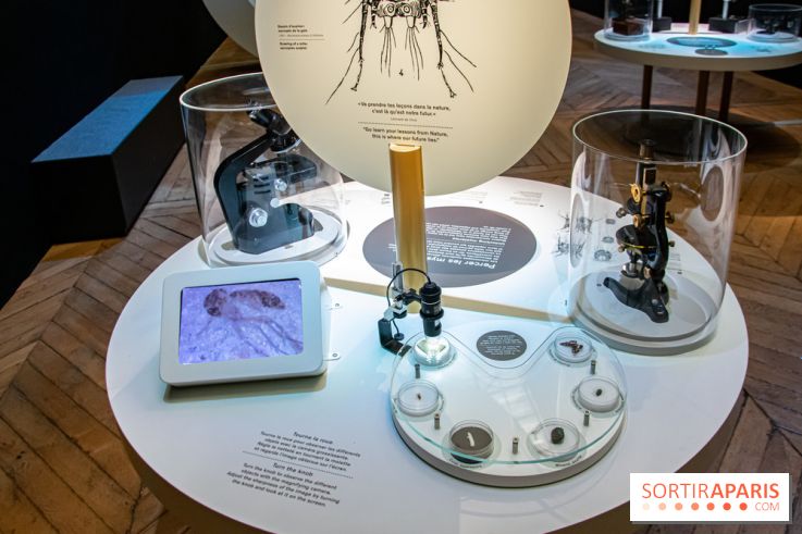 Mini-monstres, nos photos de l'exposition à la galerie de Géologie du Muséum d'Histoire naturelle