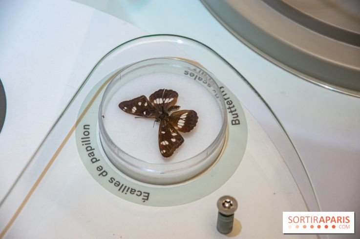 Mini-monstres, nos photos de l'exposition à la galerie de Géologie du Muséum d'Histoire naturelle