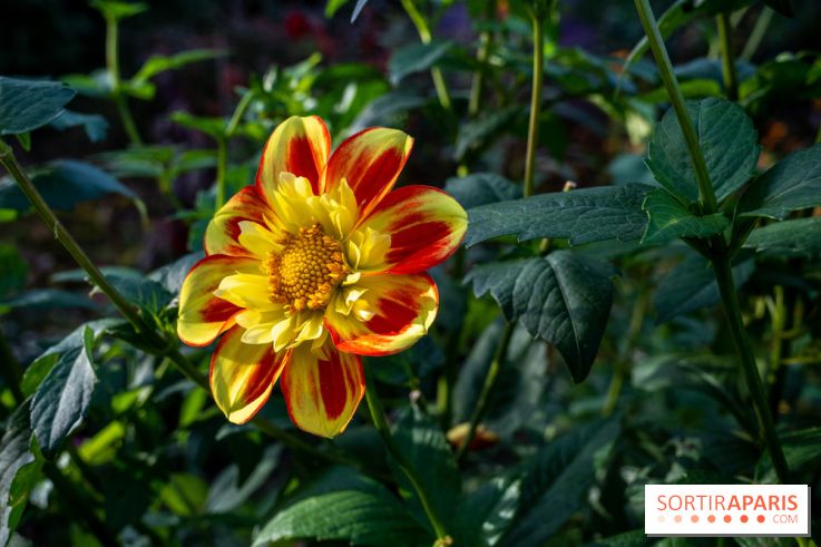 Les Jardins de la Maison Claude Monet à l'automne