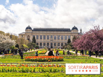 Visuel Paris 5e -  jardin des plantes - museum - printemps - cerisiers