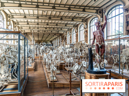 La Galerie de Paléontologie et d'Anatomie comparée du Muséum au Jardin des Plantes -  A7C7488