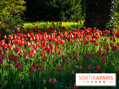 Le Parc de Bagatelle au printemps, cerisier, tulipes et jonquilles - photos