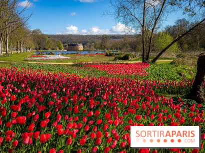 Les tulipes du Château de Dampierre, son jardin anglais et le jardin Le Nôtre - IMG 2884