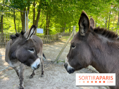 Avon'Ânes, les balades avec des ânes, à Avon - nos photos - IMG 7769