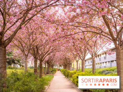 La Mail de Bièvre et ses cerisiers en fleurs, le spot Hanami caché à Paris