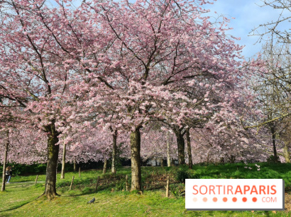 Où voir des cerisiers en fleurs à Paris et en Île-de-France : nos spots coup de cœur !