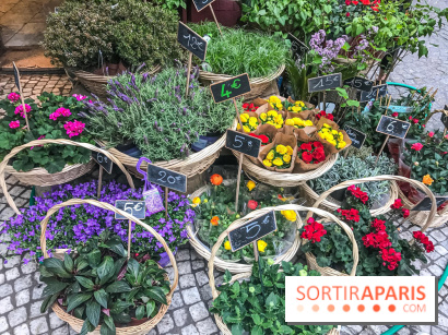 Marché aux plantes et fleurs à Argenteuil 2023: Découvrez la Vallée aux plantes et aux fleurs