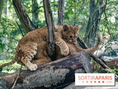 Carnet rose au Zoo de Thoiry (78) : deux bébés lionnes pointent le bout de leur nez