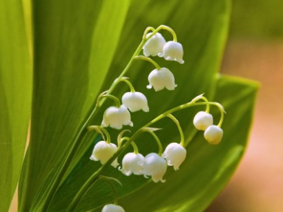 1er mai : fête du muguet