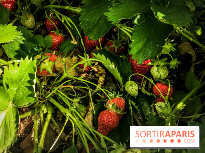 Cueillettes des fraises autour de Paris
