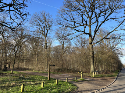 La forêt de Meudon