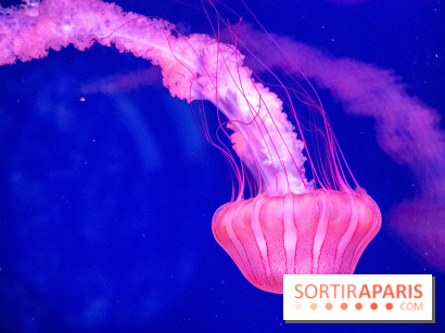 L'Aquarium de Paris ouvre son Médusarium