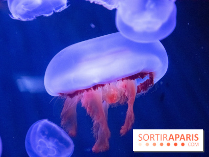 L'Aquarium de Paris ouvre son Médusarium