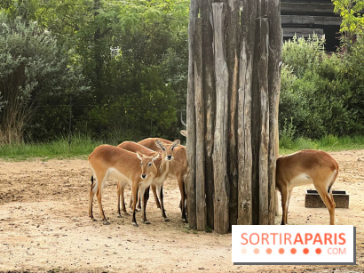 Silent Zoo 2022