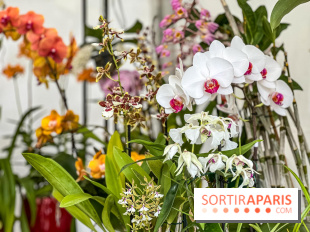 Esprit Jardin à Versailles - Marché aux plantes et animations