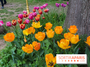 Wat Thammapatip Inrernational : la pagode bouddhiste et sa street food thaï, à Moissy-Cramayel - 99FD4B48 6186 4387 98E1 8653B6C21110