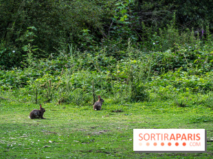 Base de loisirs de Saint-Quentin-en-Yvelines - Ile de loisirs de Trappes - activités