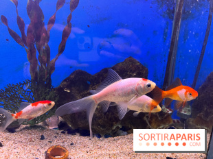 La Maison de la Pêche et de la Nature - image00014