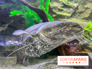 La Maison de la Pêche et de la Nature - image00019