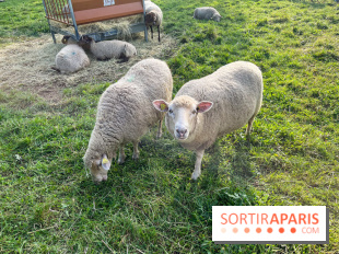 La ferme pédagogique du parc des Chanteraines