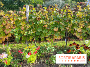 Vignes Montmartre
