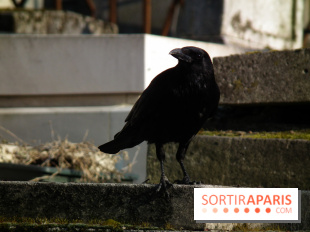 Le Père Lachaise, le cimetière le plus mythique de Paris et ses tombes de personnalités célèbres