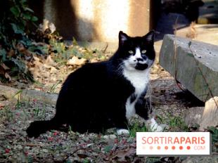 Le Père Lachaise, le cimetière le plus mythique de Paris et ses tombes de personnalités célèbres