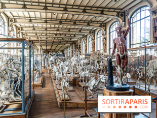 La Galerie de Paléontologie et d'Anatomie comparée du Muséum au Jardin des Plantes -  A7C7488