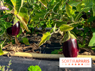 Les Saveurs du Potager du Roi à Versailles : marché de fruits & légumes, expositions et animations