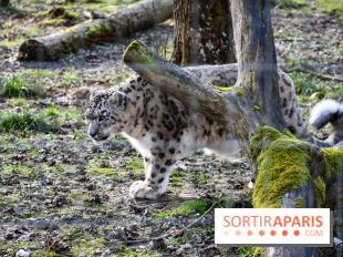 Lumigny Safari Reserve - nos photos - image00039