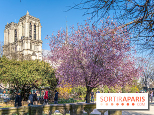 Le Square Viviani devant Notre-Dame de Paris  - A7C03841