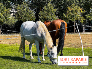 Tous en piste ! à Maisons-Laffitte (78): poneys, calèche et spectacles équestres gratuits au château