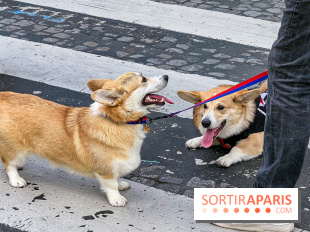 La Marche des animaux à Paris : défilé gratuit, ouvert aux chiens, chats ... sur les Champs-Élysées