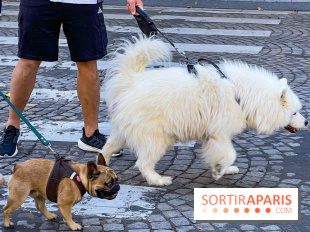 La Marche des animaux à Paris : défilé gratuit, ouvert aux chiens, chats ... sur les Champs-Élysées