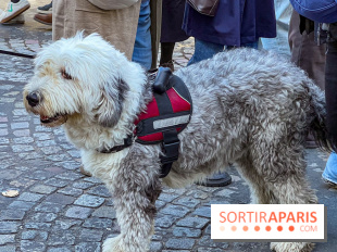 La Marche des animaux à Paris : défilé gratuit, ouvert aux chiens, chats ... sur les Champs-Élysées - IMG 5516