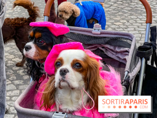 La Marche des animaux à Paris : défilé gratuit, ouvert aux chiens, chats ... sur les Champs-Élysées