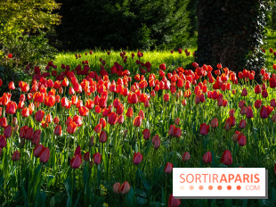 Le Parc de Bagatelle au printemps, cerisier, tulipes et jonquilles - photos