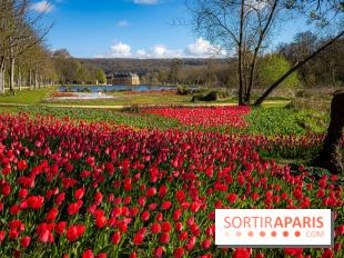 Les tulipes du Château de Dampierre, son jardin anglais et le jardin Le Nôtre - IMG 2884