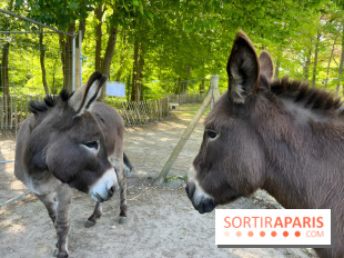 Avon'Ânes, les balades avec des ânes, à Avon - nos photos - IMG 7769